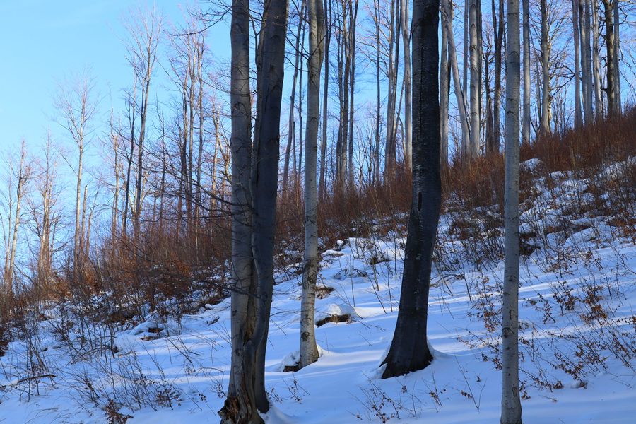 Pădure de fag iarna